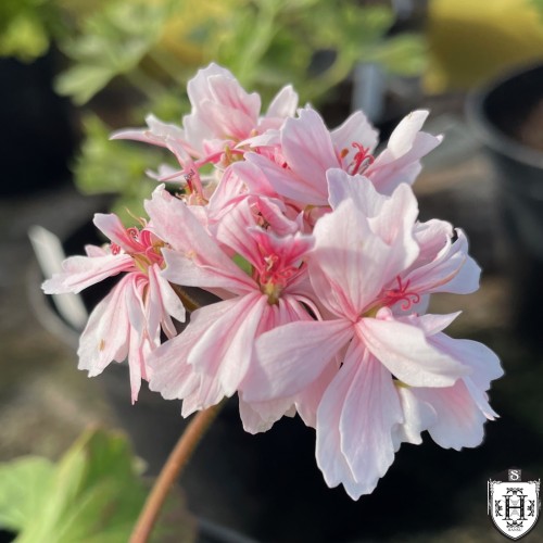 Pelargonium 'Rushmoor Platinum Anniversary' - Pelargoon 'Rushmoor Platinum Anniversary' P9/0,55L